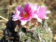Ariocarpus_fissuratus